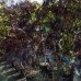 Albízia čokoládová (Albizia julibrissin) ´SUMMER CHOCOLATE´ - výška 140-220cm, kont. C18L